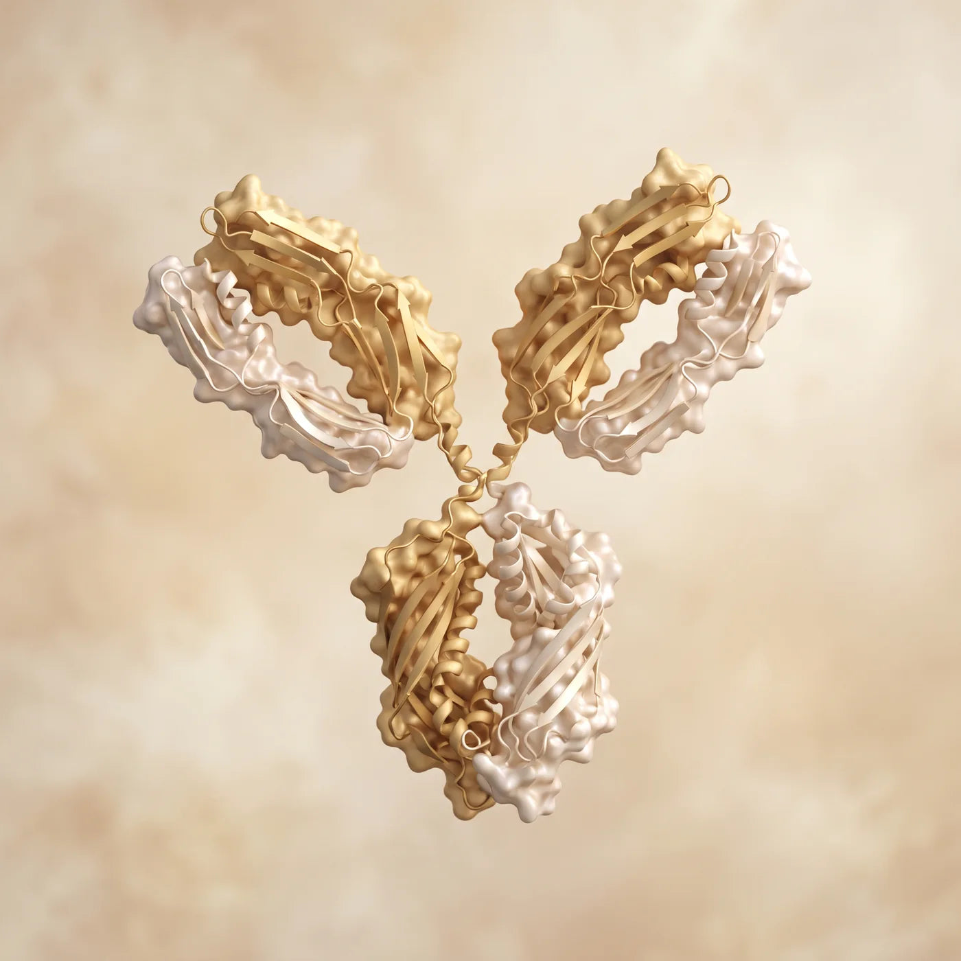 IgG molecule structure — colostrum antibody